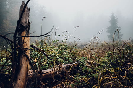 withered plants covered in mists thumbnail