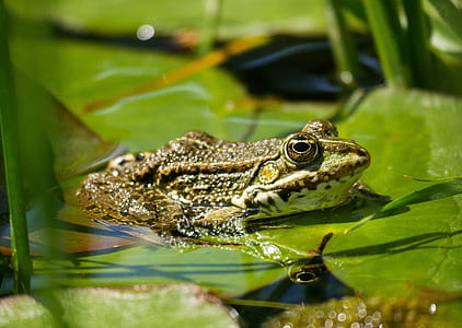 selective focus photography of frog on leaf thumbnail