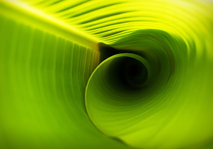leaf, background, lines, foliage, photosynthesis, natural thumbnail