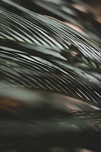 closeup of palm plant leaves thumbnail