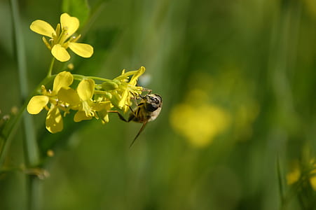 plant, flower, bee, bumblebee thumbnail