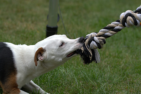close-up photo of white dog biting rope on green grass thumbnail