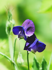 purple sweet pea flowers thumbnail