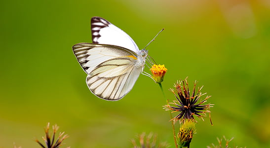 white and black butterfly perched on yellow petaled flower selective focus photography thumbnail