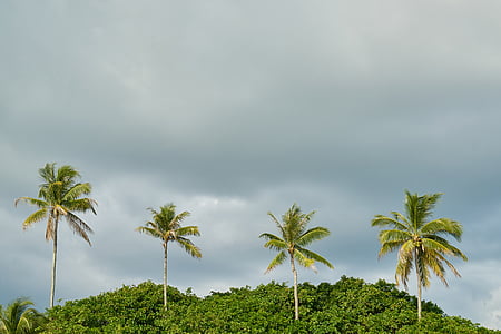 four green coconut palm trees thumbnail