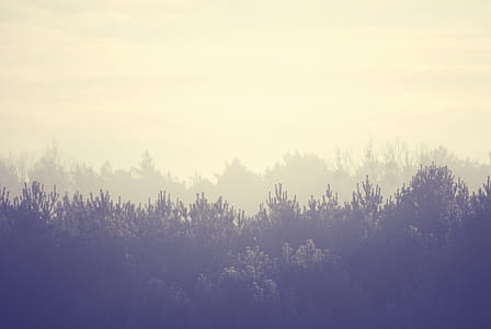 Green Leafed Trees thumbnail