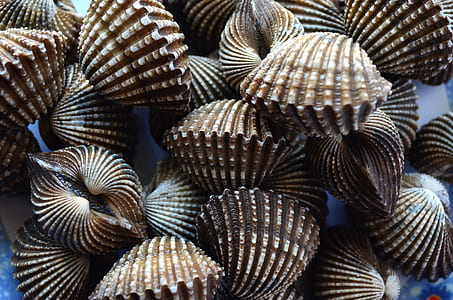 brown clamshells thumbnail