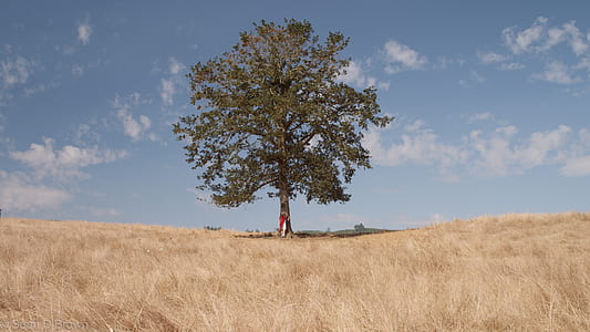 tree at grass field thumbnail