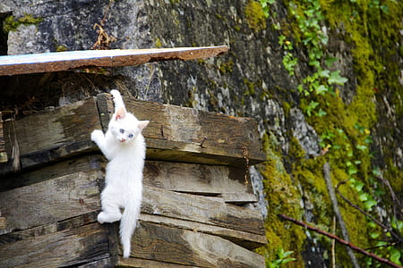 white short-furred cat climbing on brown wooden frame thumbnail