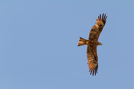brown bird thumbnail