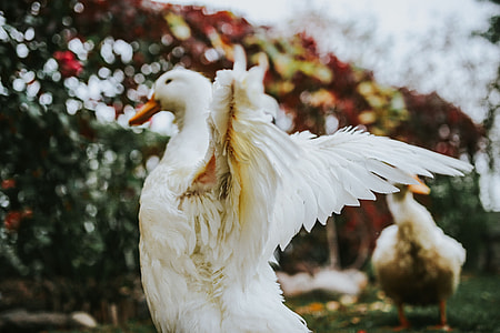 White ducks on the grass thumbnail