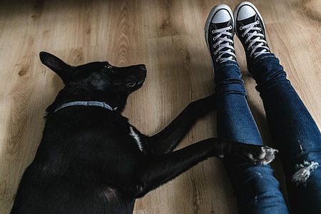 Adorable black dog thumbnail