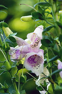 Digitalis purpurea blossoms. This pink foxglove has bell shaped flowers speckled with magenta and white patterns inside of the flowers. thumbnail