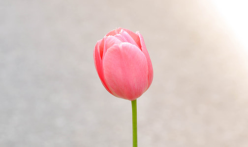 closeup photography of pink tulip thumbnail