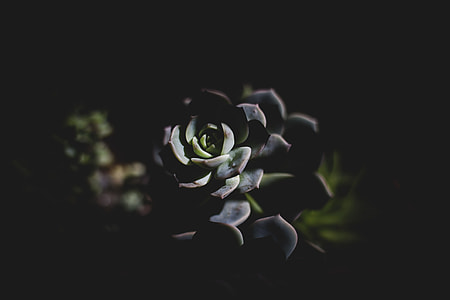 black and green succulent plant thumbnail