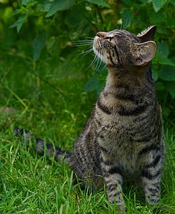 brown tabby cat looking up during daytime thumbnail