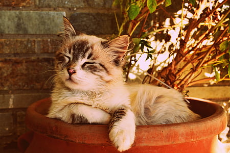 adult white and black cat thumbnail