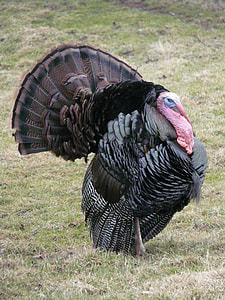 black turkey thumbnail