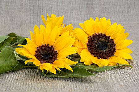 three yellow sunflowers on green leaves thumbnail