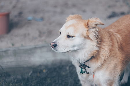 Brown and White Finnish Spitz Mix thumbnail