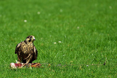 brown bird on green grass thumbnail