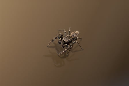 macro photography of gray and black spider thumbnail