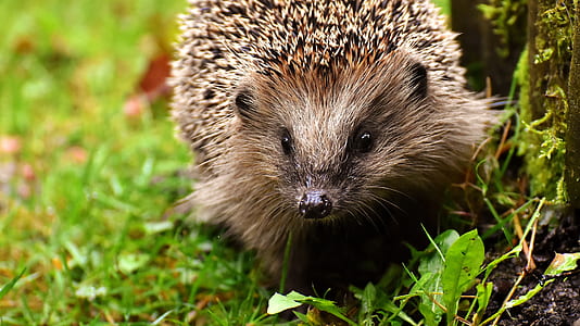 brown hedgehog on fress thumbnail