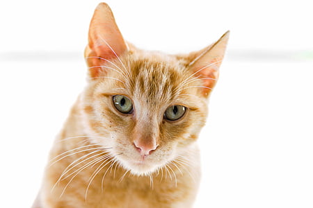 orange tabby cat thumbnail
