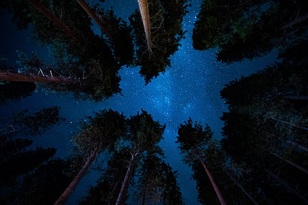 ground photo of green forest trees during night thumbnail