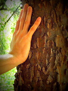 person palm on tree thumbnail