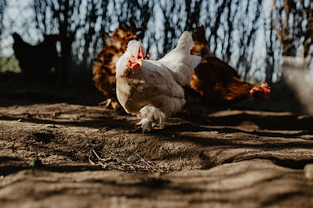 Farm chicken eating seeds thumbnail