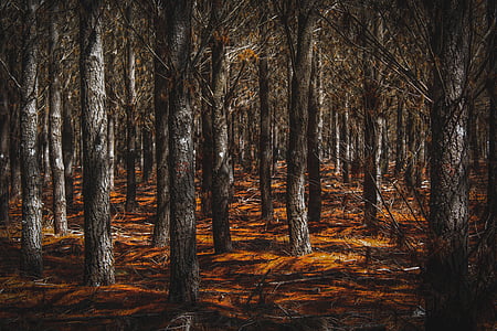 landscape photography of brown forest trees thumbnail