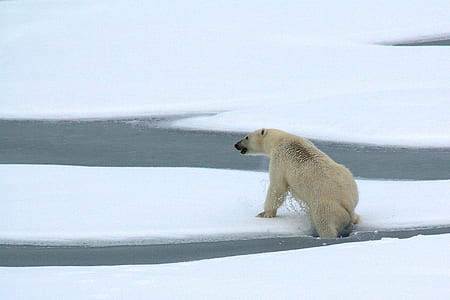 polar bear standing on ice berg thumbnail