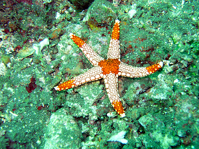 white and orange starfish on stone thumbnail