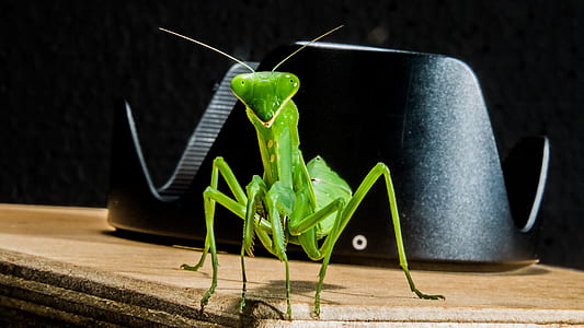 green praying mantis on wooden surface thumbnail