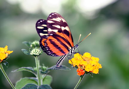 red, black, and white butterfly perching on flower thumbnail