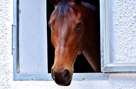 horse peeking at window thumbnail