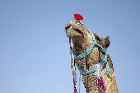 desert, festival, animal, cute thumbnail