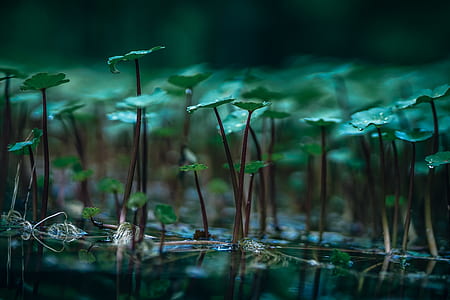light, nature, water, summer thumbnail