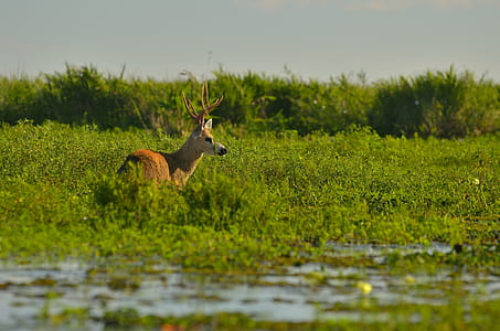 Brown Moose on Green Leafed Grass thumbnail