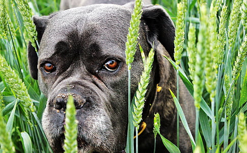 short-coated brown brindle dog on grass field close-up photo during daytime thumbnail