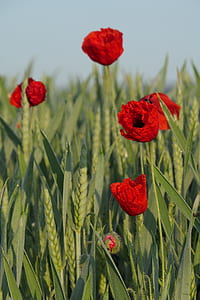 red petaled flowers in green field thumbnail