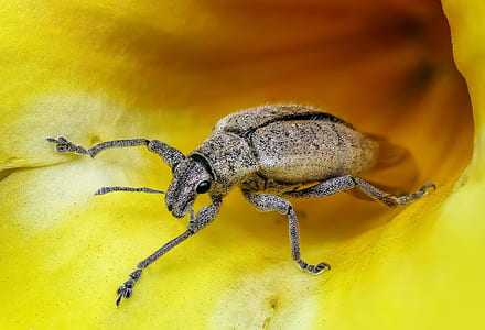 brown beetle on yellow flower in closeup photo thumbnail