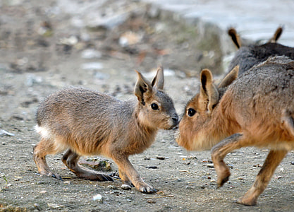 Two Maras sniffing each other thumbnail