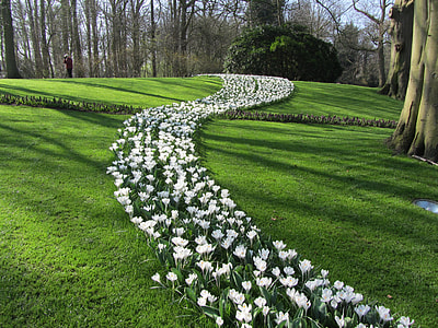 white tulip flower field thumbnail