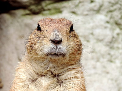 brown squirrel thumbnail