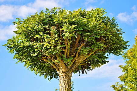 low angle view of green leafed tree under blue sky thumbnail
