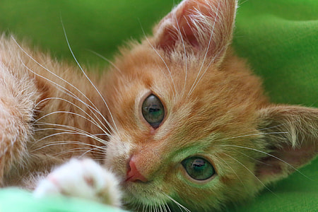 orange tabby kitten thumbnail