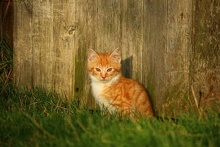 orange tabby kitten near brown wooden wall thumbnail