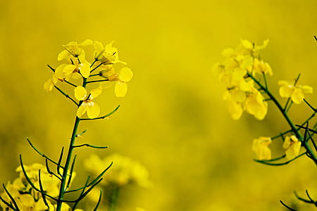 nature, flowers, yellow, branches thumbnail